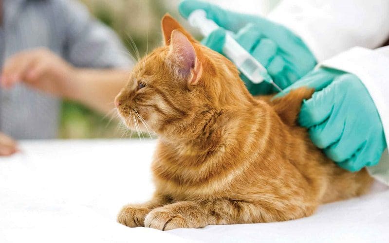 cat getting a vaccine