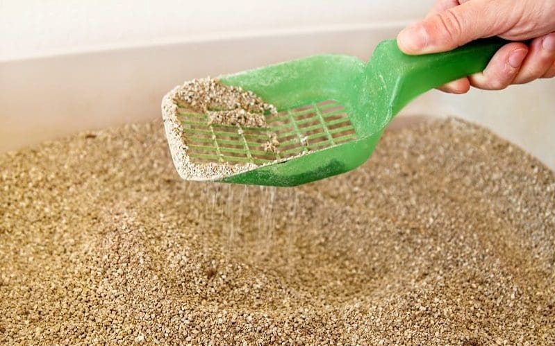 cat litter cleaning