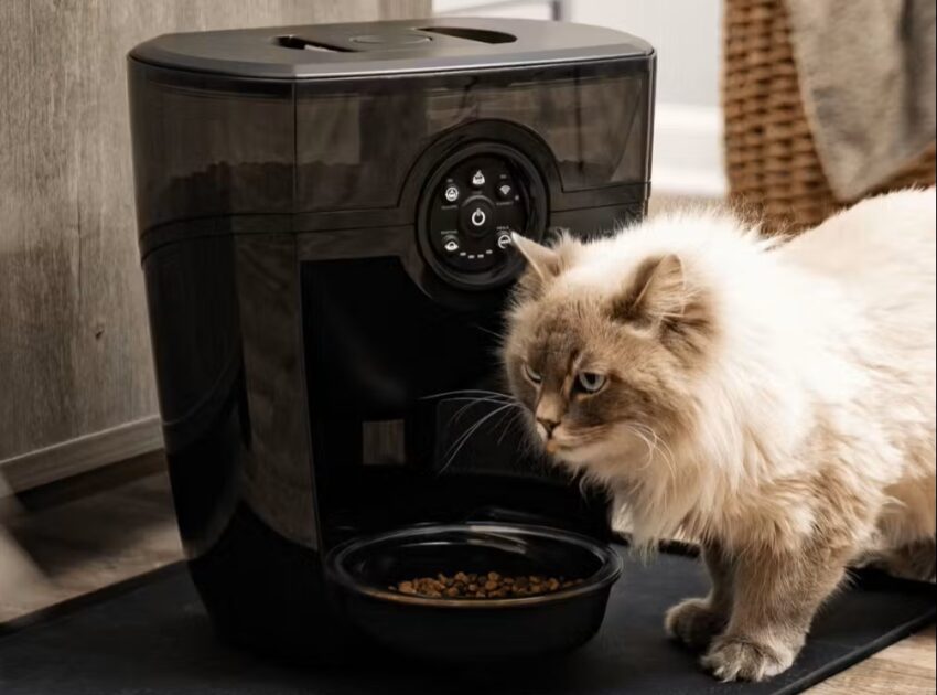6 Best Automatic Cat Feeders: Cat Feeding Made Simple