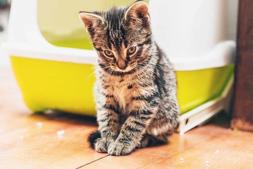 7 Best Flushable Cat Litter: Top Picks for Easy Cleanup