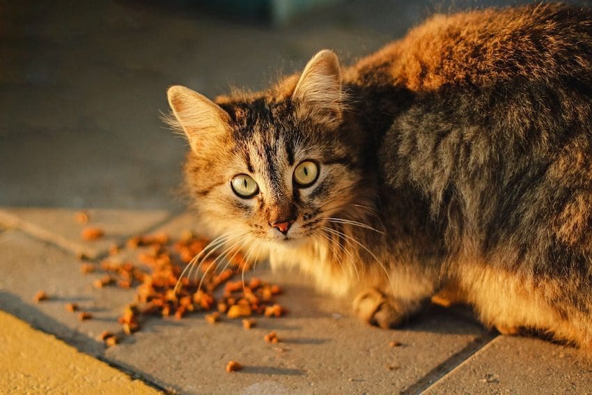 How Much to Feed a Cat Daily? A Complete Feeding Guide