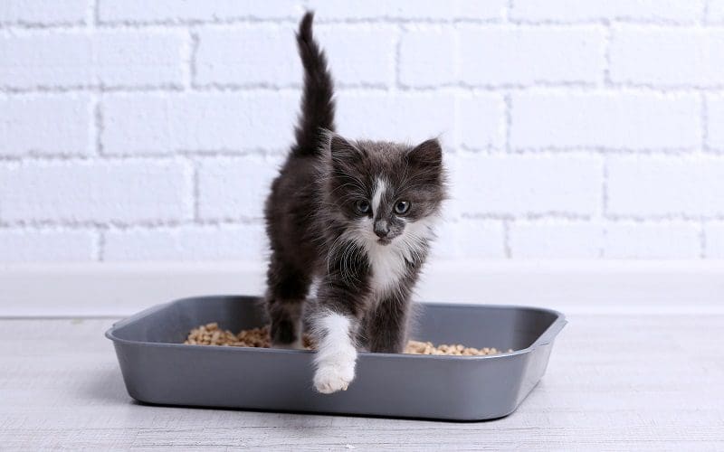 kitten using the litter box