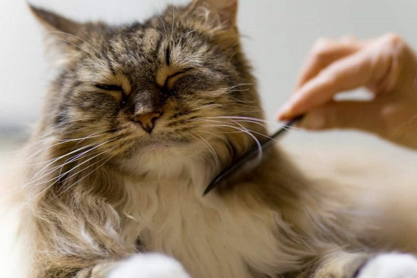 Matted Cat Hair Rescue: How to Deal with Tangles and Knots