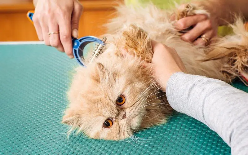 Matted Cat Hair Rescue How to Deal with Tangles and Knots