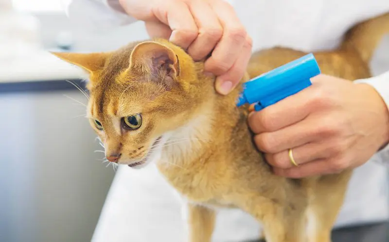 cat getting microchip