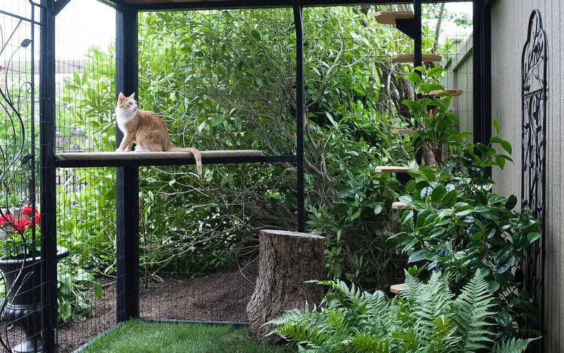 DIY outdoor cat patio