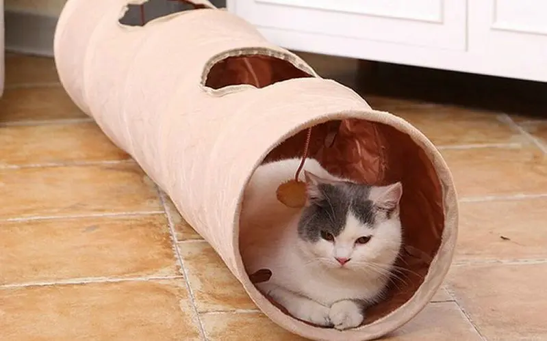 DIY paper cat tunnel