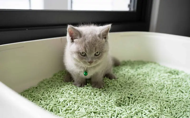 cat in a cat litter box