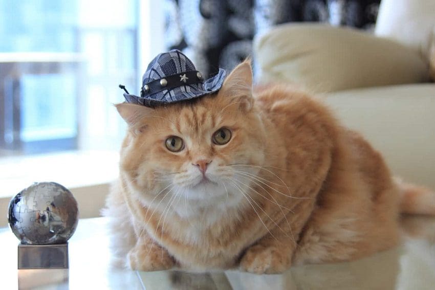 98 Cute Western Cat Names for Cowgirl & Cowboy Cats