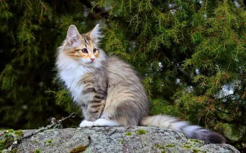 Norwegian Forest Cat: A Regal Companion with a Rich Heritage