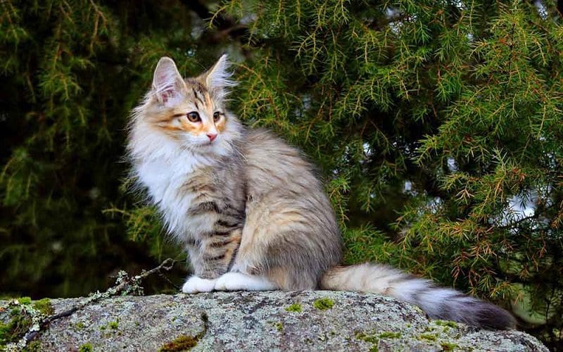 Norwegian Forest cat