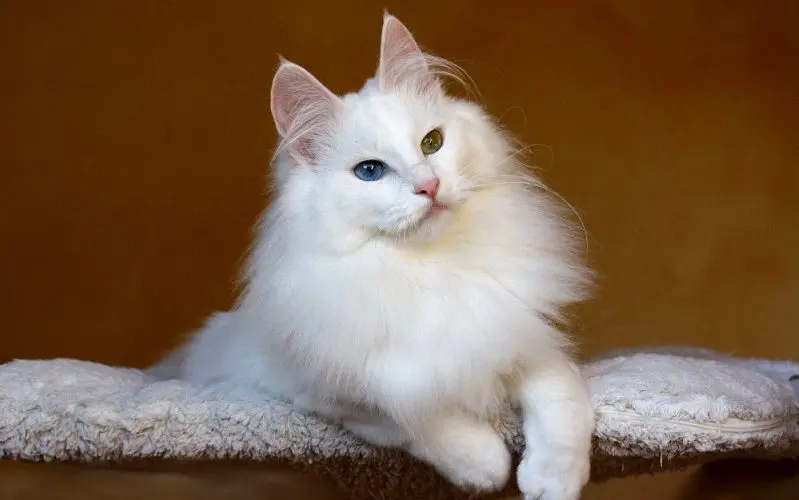 Turkish Angora cat breed