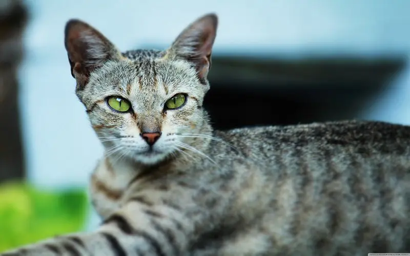 Egyptian Mau cat