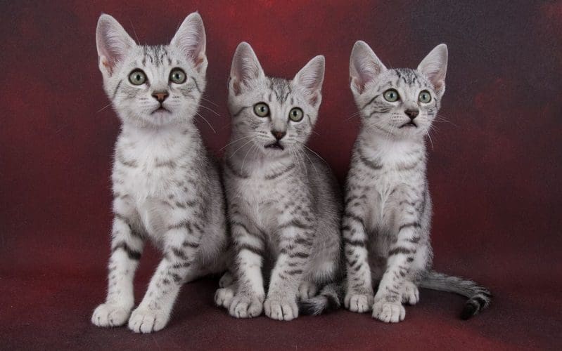 three Egyptian Mau kittens