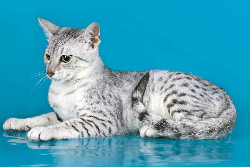 Egyptian Mau Cat Breed: Everything You Need To Know