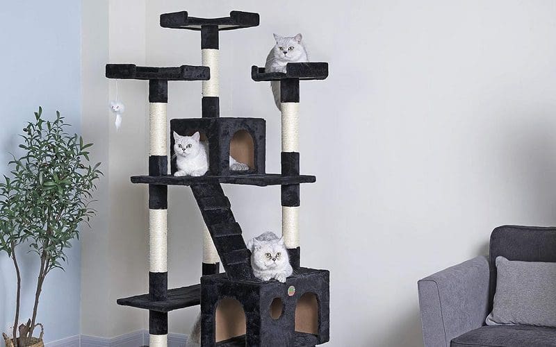 cats on a cat tree