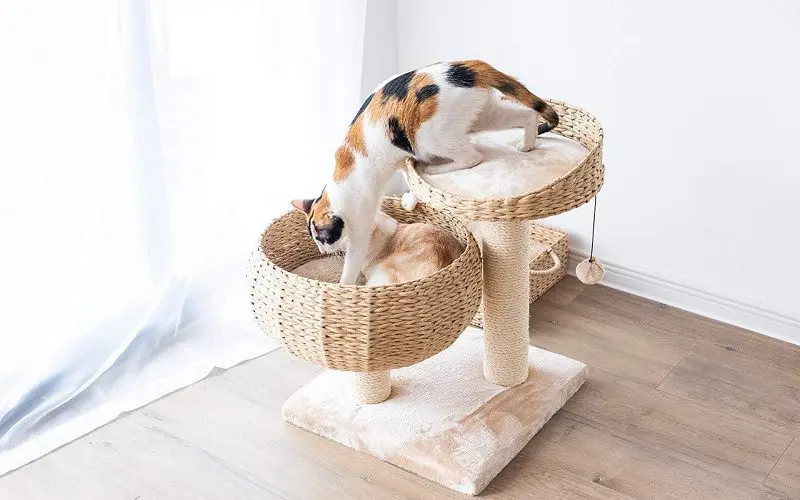 unique cat trees