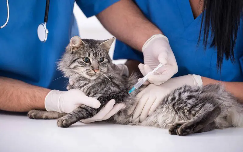 adult cat getting vaccine