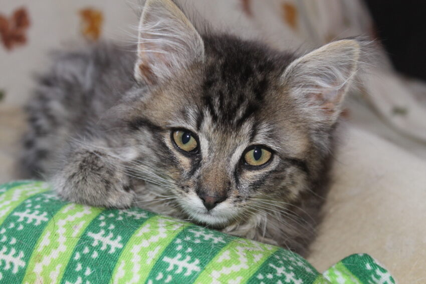 best wet food for kittens
