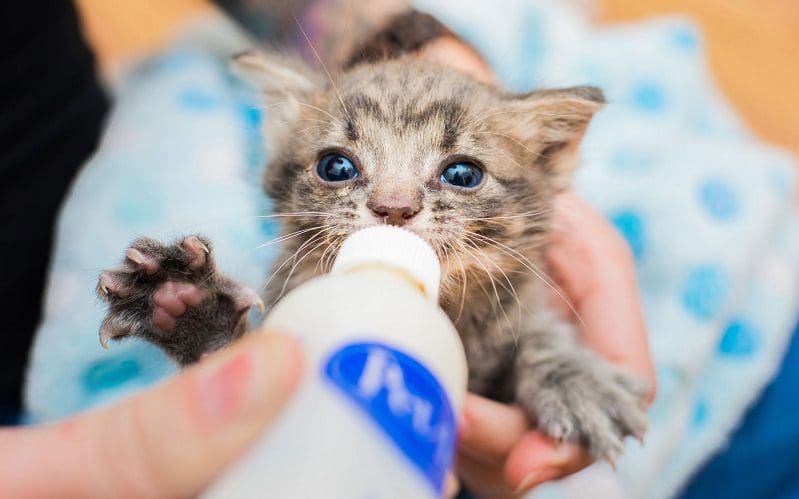 feeding kitten from the bottle