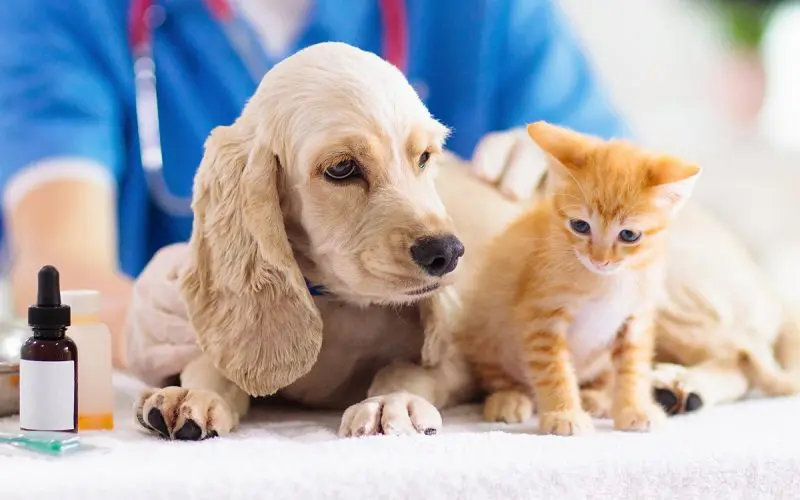 cat and dog at vet clinic