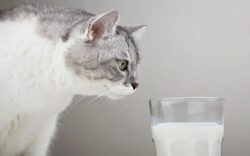 cat looking at milk