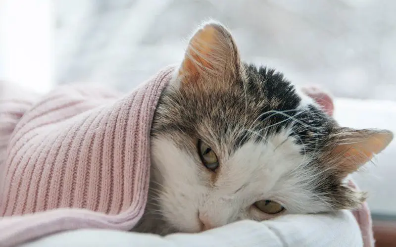 sick cat in bed