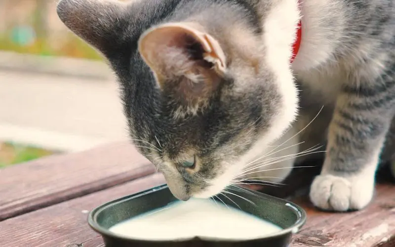 cat drinking milk from bowl