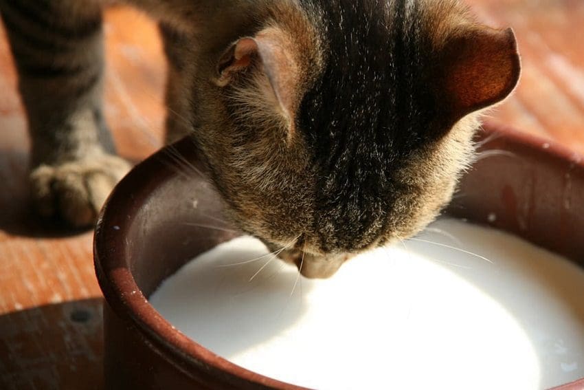 Can Cats Drink Milk Safely? Everything You Need To Know