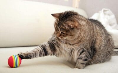 Cat Exercise: 6 Tips How To Get Your Lazy Cat Moving And Active