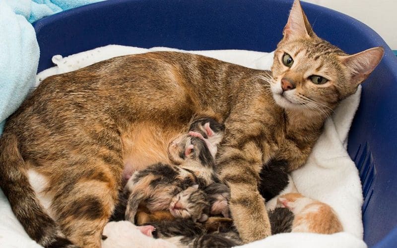 cat with newborn kittens