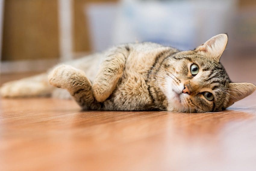 7 Cat Hacks Every Cat Parent Needs to Know About