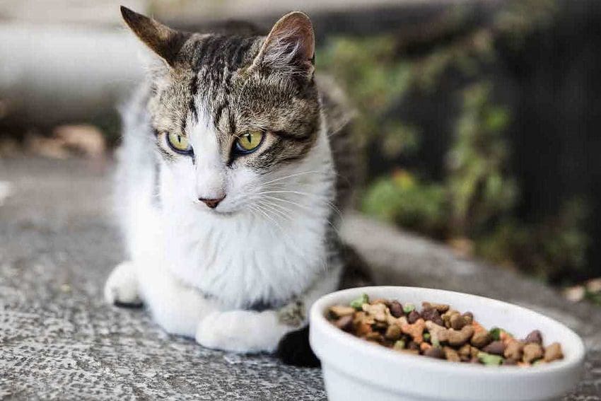 10 σημάδια μιας δυστυχισμένης γάτας που πρέπει να γνωρίζει κάθε γονέας κατοικίδιων ζώων