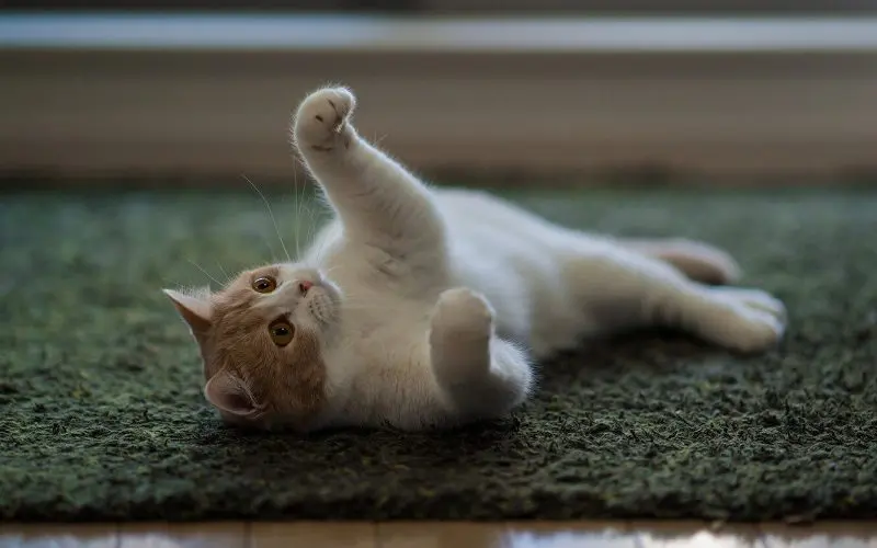 cat playing on floor