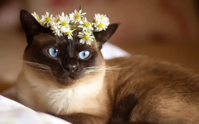queen cat with crown