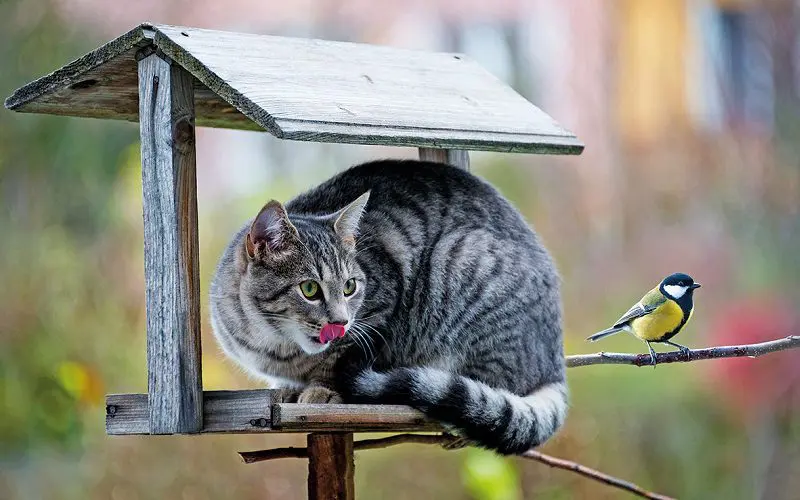cat on a bird feeder