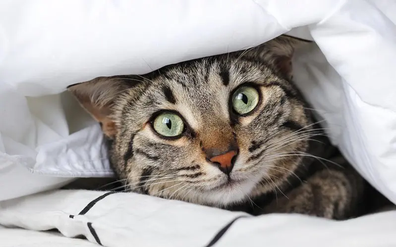 cat hiding under blanket