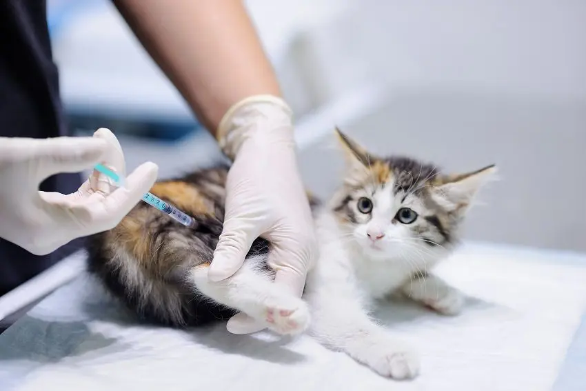 Cat Vaccinations 101: Crucial Shots That All Cats Really Need