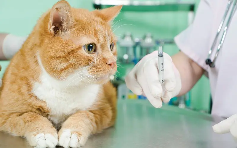 cat vaccination