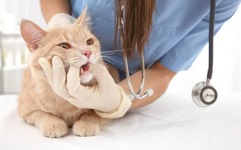 vet doing dental check on a cat