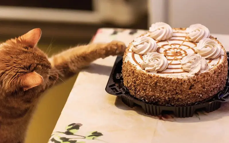 cat and cake