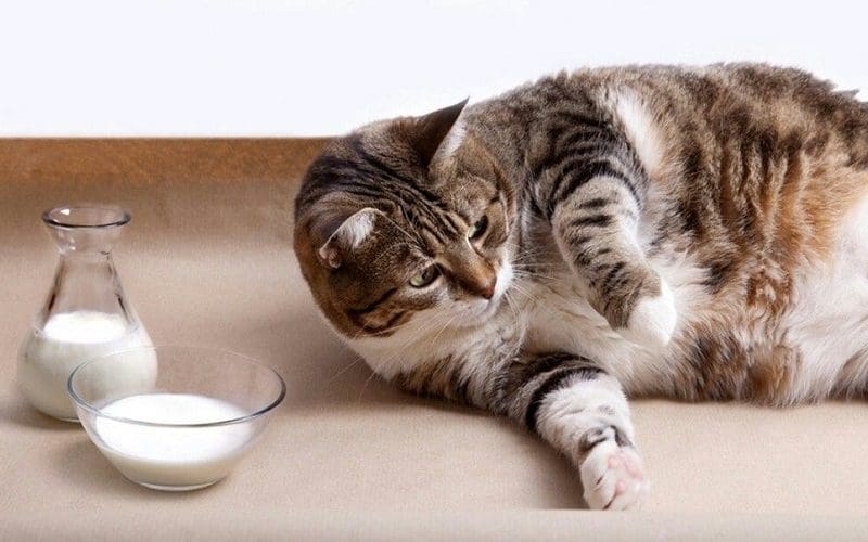 cat and milk on floor
