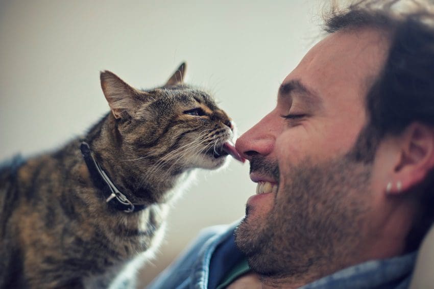 Do Cats Love Their Owners? 5 Signs Of Emotional Attachment
