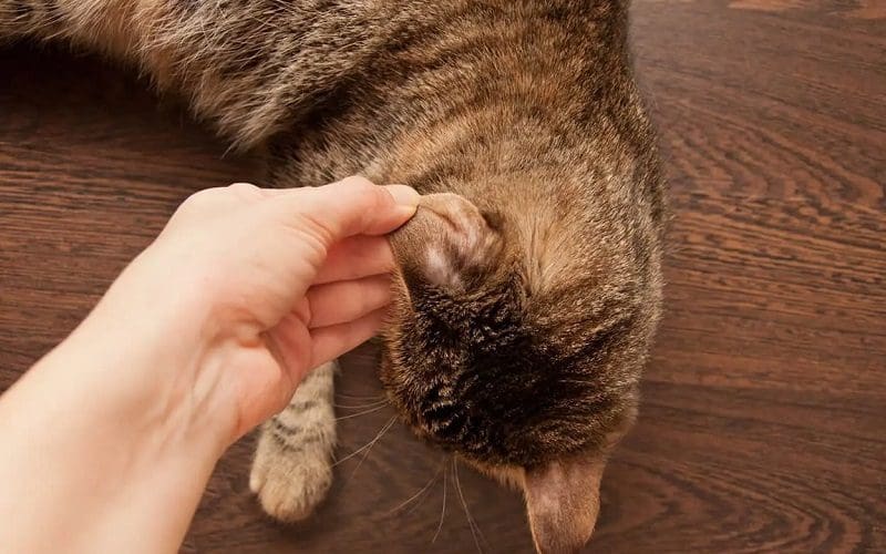 cat having ringworm