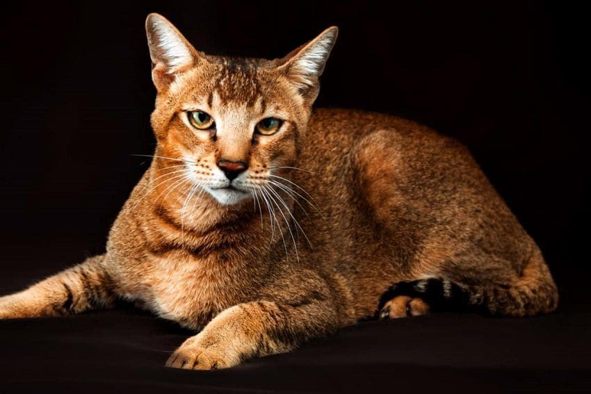 Discover Cats That Look Like Lions: Nature's Miniature Kings