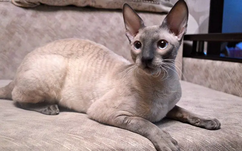 cornish rex cat