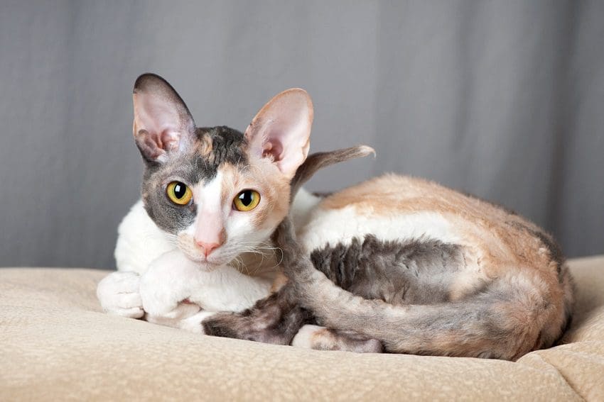 Cornish Rex Cats: Curls, Charm, and Endless Energy