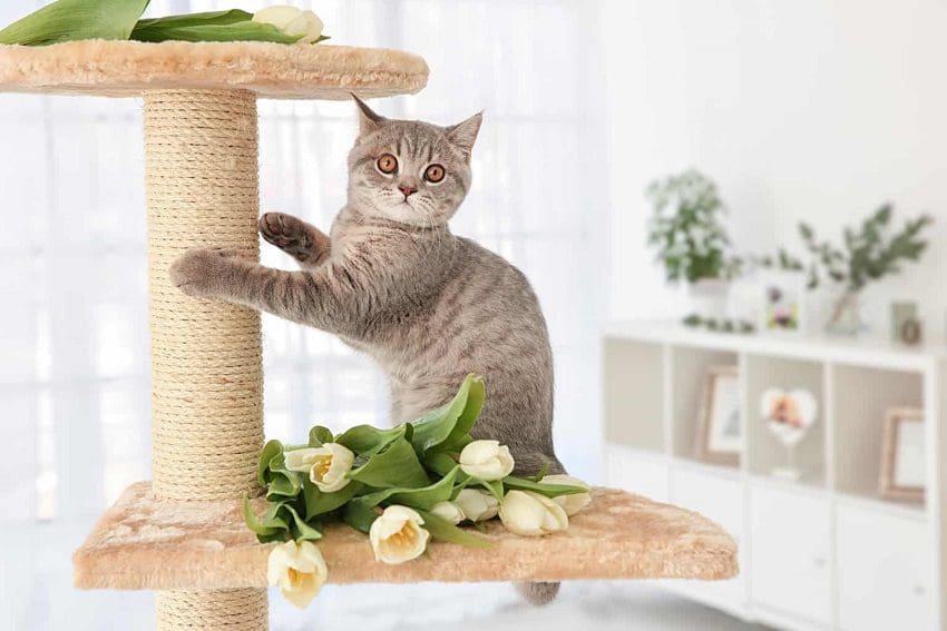 10 Cute Cat Trees: The Ultimate Gift for Your Kitty