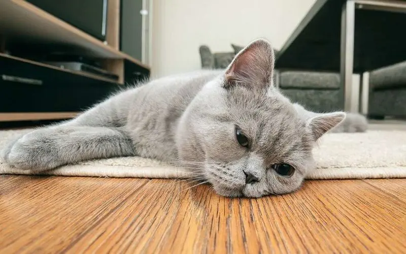 cat being depressed