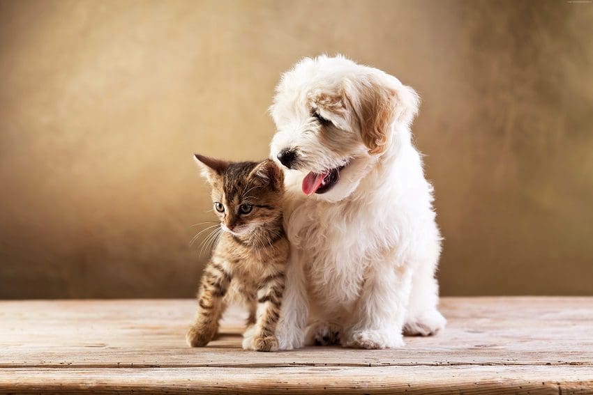 Tips on How You Can Make Your Dog & Cat Friends